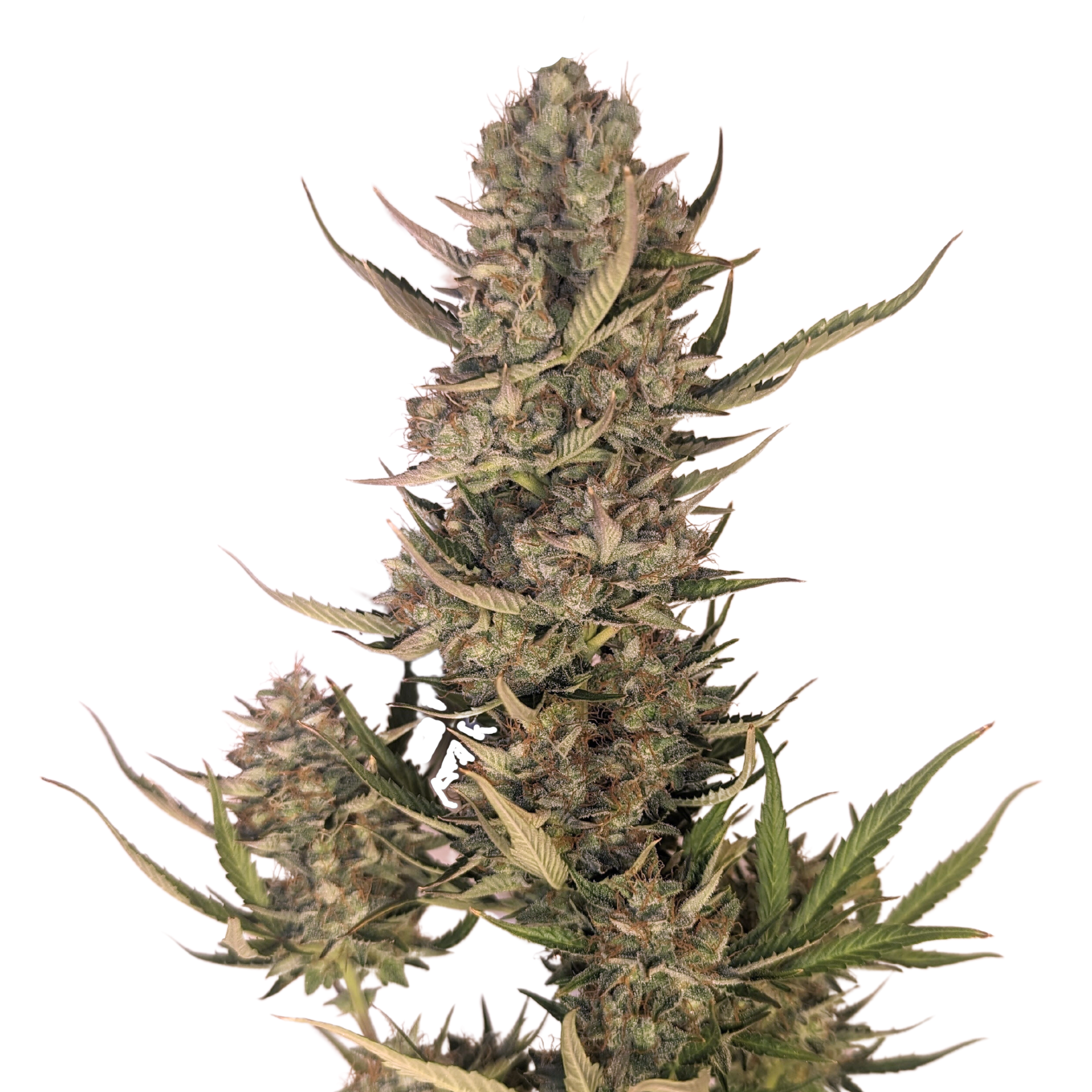 pinktea  Vista - Stiiizy - Pink Acai 40's Infused Flower - 7g - San